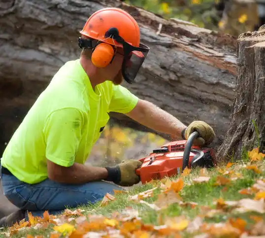 tree services Waverly